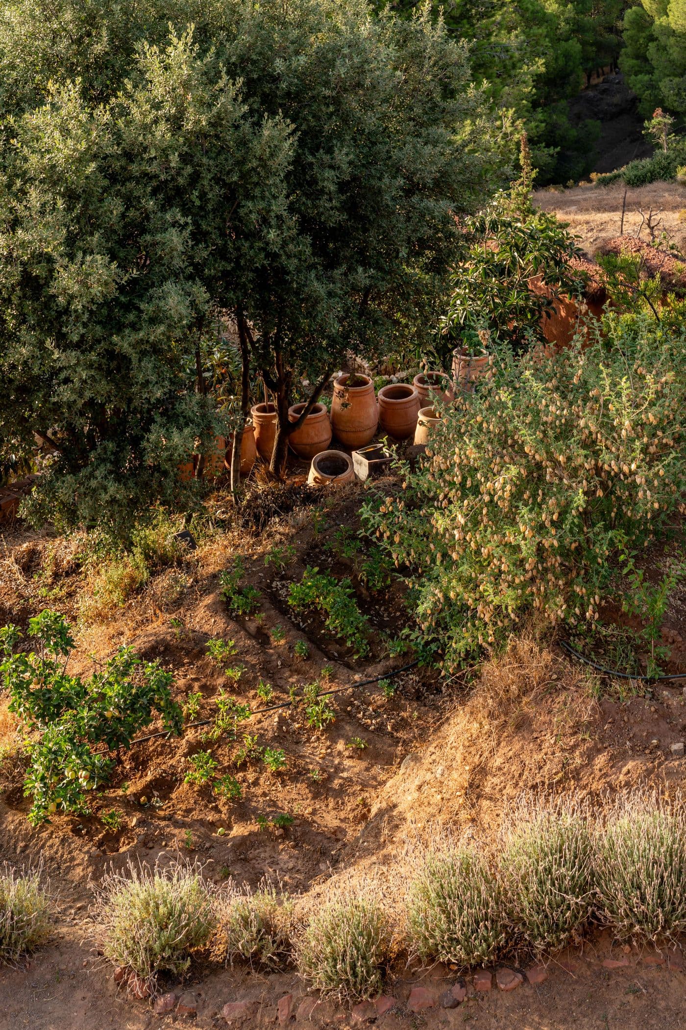 Jardin — olivier, poteries et vue en plongée au Domaine Eladâr