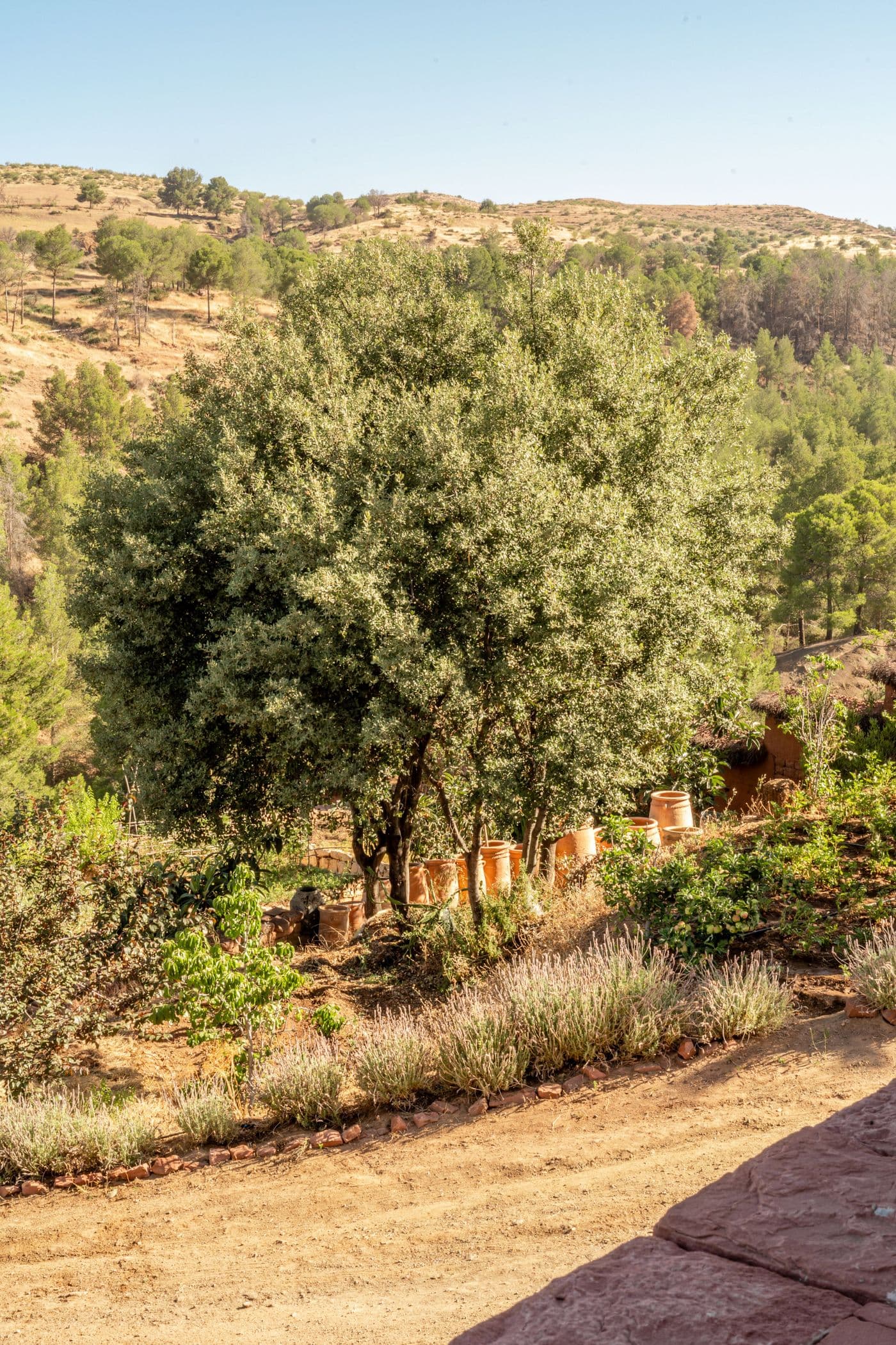 Jardin — olivier et vue sur les collines au Domaine Eladâr