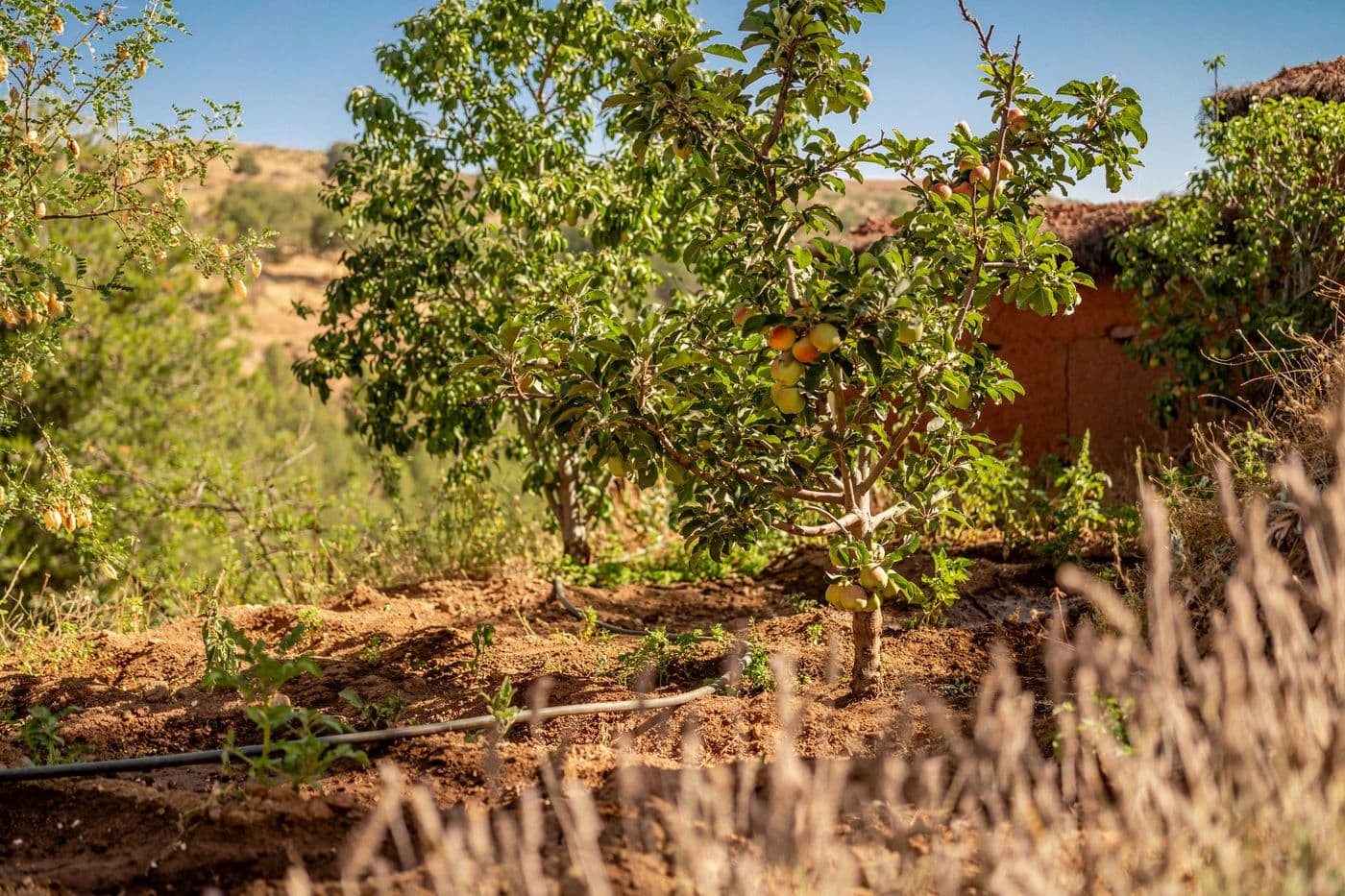 Verger et arbres fruitiers dans le jardin au Domaine Eladâr