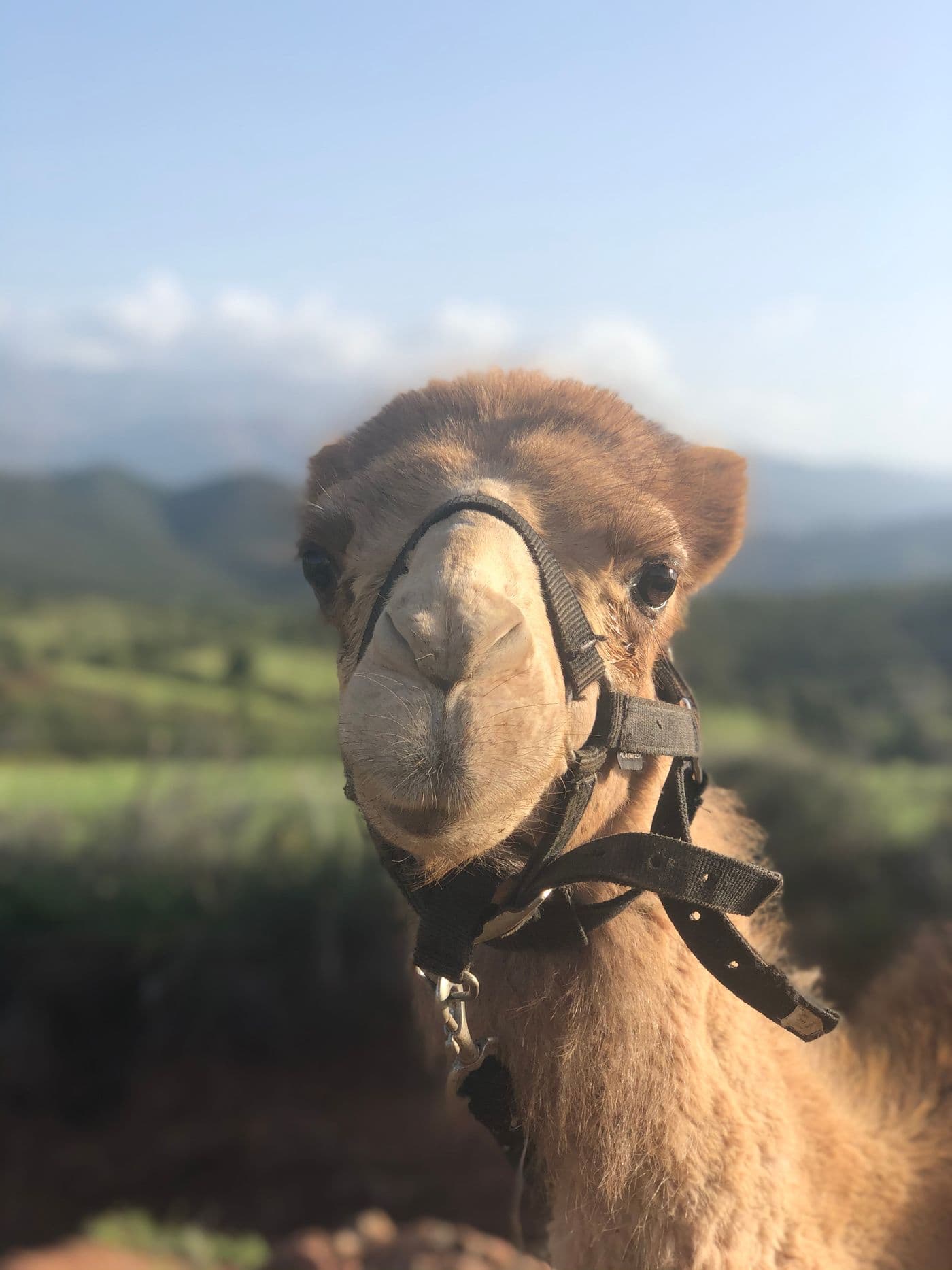 Dromadaire de la ferme Zaradâr au domaine Eladâr, près de Marrakech, au pied des montagnes de l’Atlas.