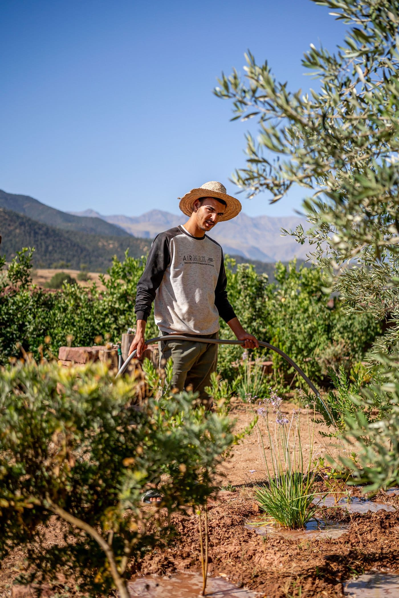 Jardinier en plein arrosage — olivier, vue sur l’Atlas et cadrage vertical au Domaine Eladâr