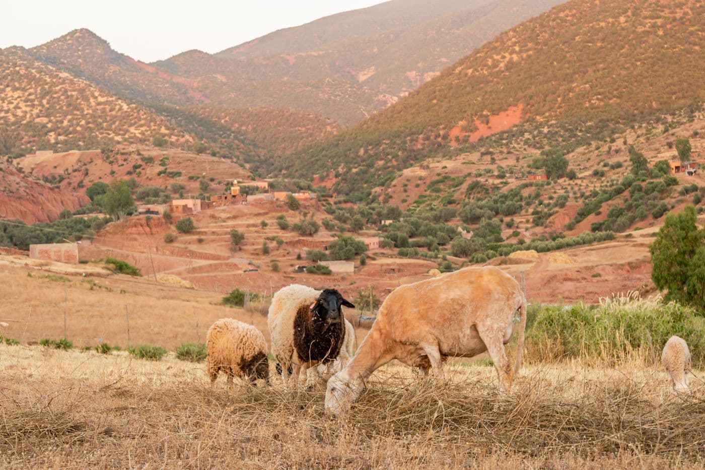 Moutons au pâturage dans la vallée de l’Ourika avec vue sur les montagnes de l’Atlas