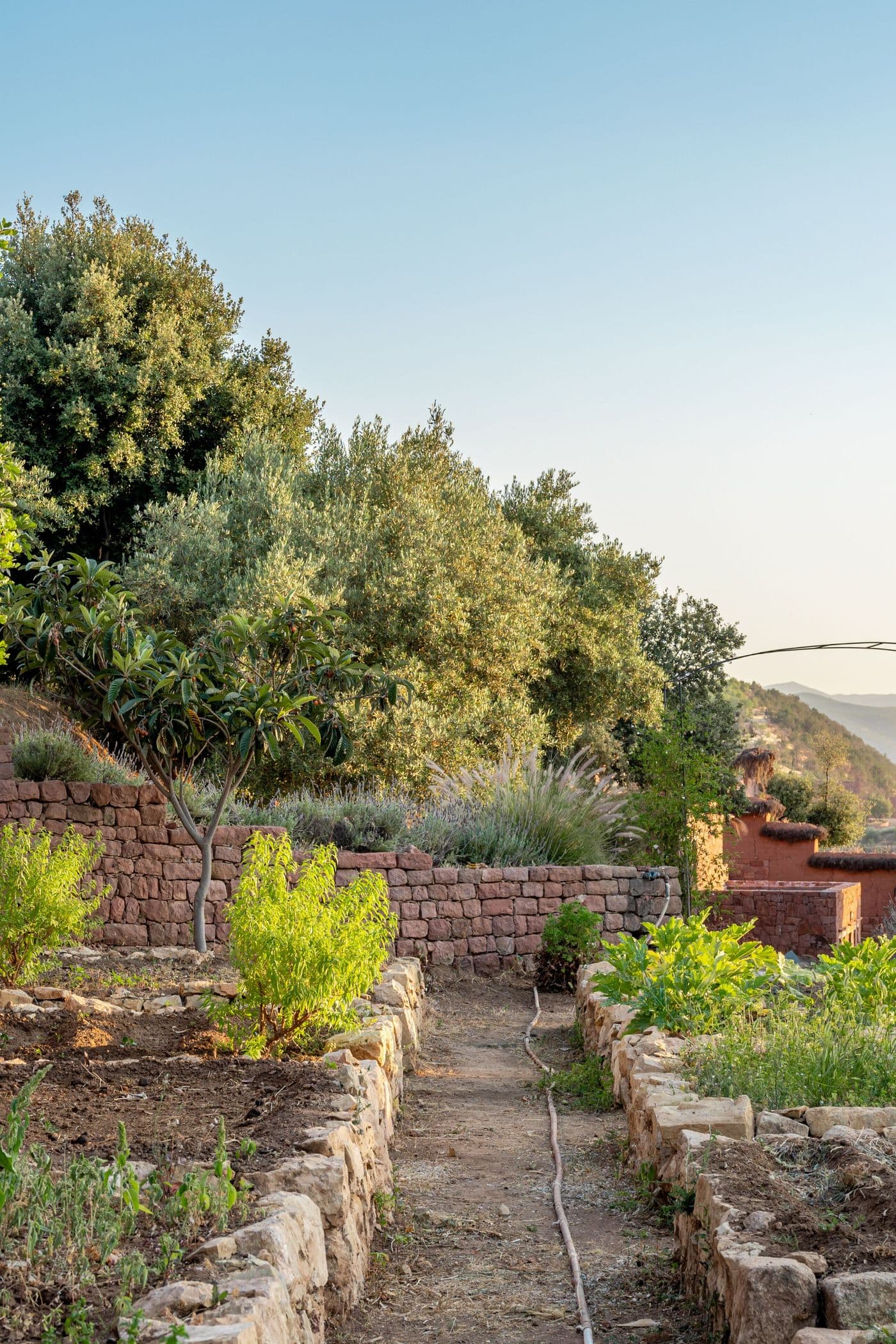 Allée du potager bordée d’oliviers au Domaine Eladâr