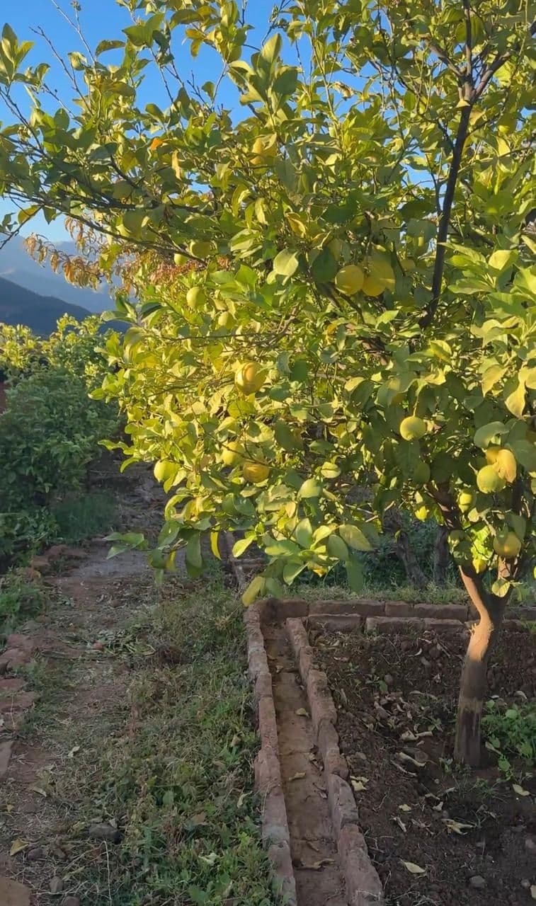 Arbres fruitiers dans les jardins d’Eladâr, domaine privé près de Marrakech
